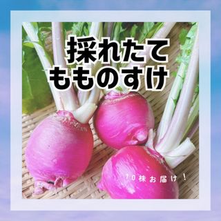 桃のようなカブ‼️もものすけを10株お届け٩(ˊᗜˋ*)و(野菜)