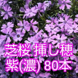 芝桜 挿し穂 80本（紫(濃)）(その他)