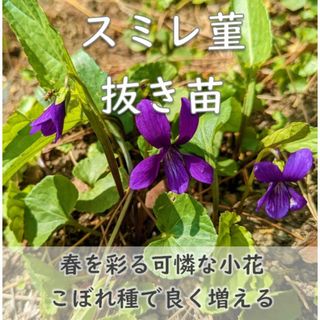 山野草◆スミレの根付き苗 5株 紫か薄紫の花 （白花の可能性あり）(その他)