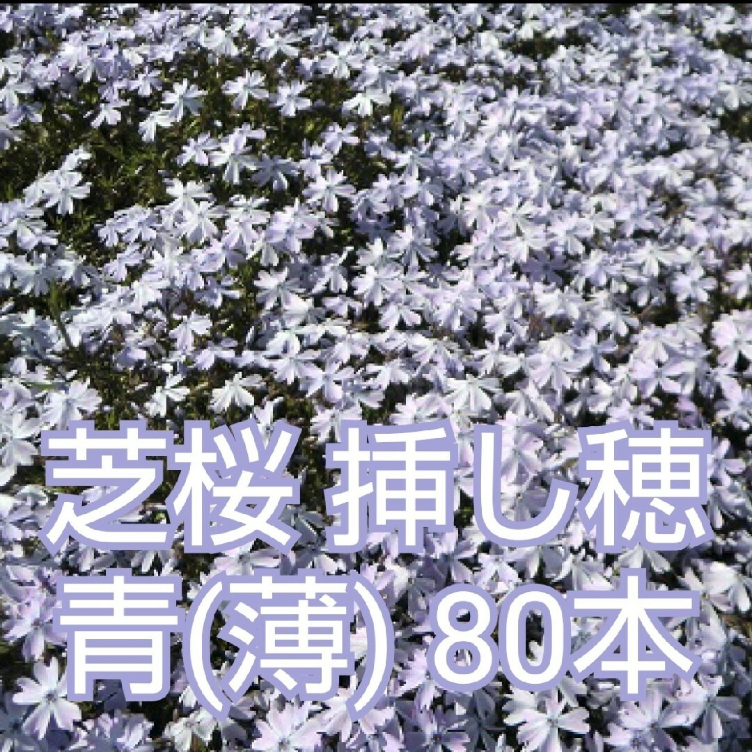 芝桜 挿し穂 80本（青(薄)） ハンドメイドのフラワー/ガーデン(その他)の商品写真