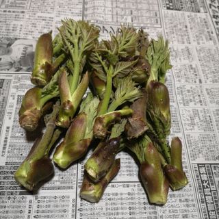 岩手県産　タラの芽　約100g(野菜)