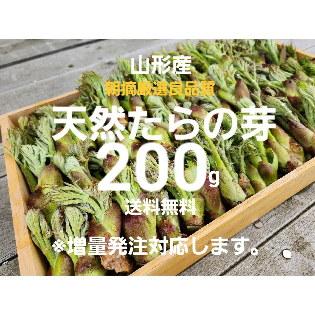 山形庄内鳥海山産　朝摘み天然たらの芽約200g　タラの芽　春野菜　山菜 食品/飲料/酒の食品(野菜)の商品写真