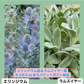 エリンジウム苗　ラムズイヤー苗　宿根草　多年草(プランター)