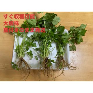 自然の中に、 家庭菜園の  2年生三つ葉   3本(野菜)