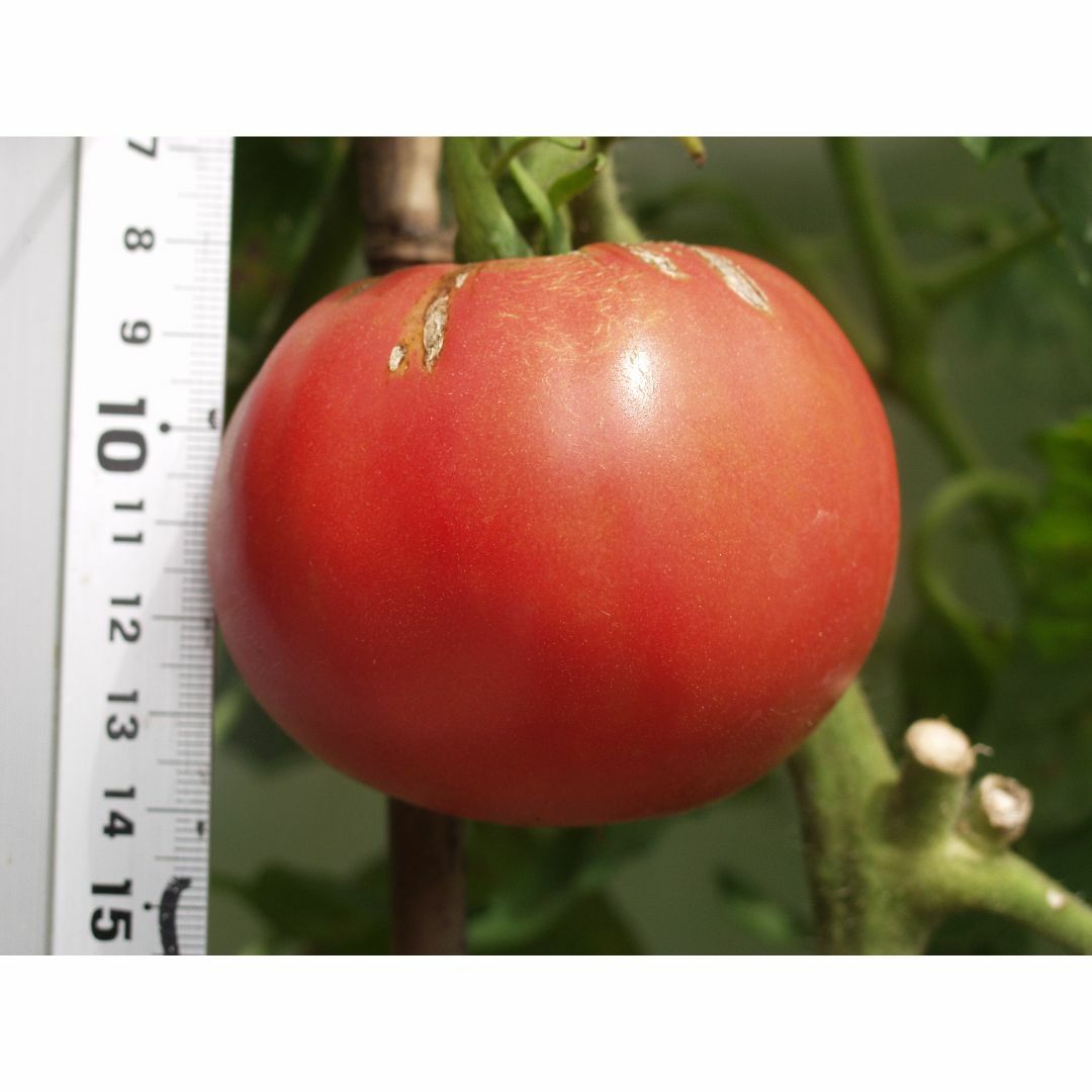 固定種　トマト種　アロイトマト　種　20粒　栽培資料1点 　無農薬　野菜種 食品/飲料/酒の食品(野菜)の商品写真