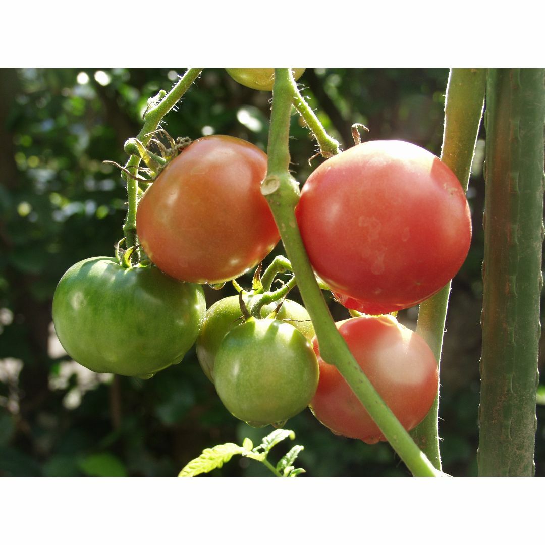 固定種　トマト種　アロイトマト　種　20粒　栽培資料1点 　無農薬　野菜種 食品/飲料/酒の食品(野菜)の商品写真