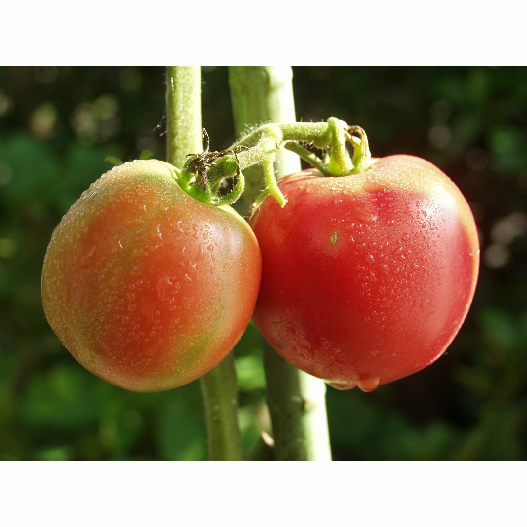 固定種　トマト種　アロイトマト　種　20粒　栽培資料1点 　無農薬　野菜種 食品/飲料/酒の食品(野菜)の商品写真