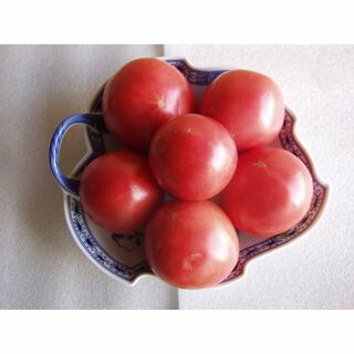 固定種　トマト種　アロイトマト　種　20粒　栽培資料1点 　無農薬　野菜種(野菜)