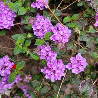 ランタナ　紫　挿し木　10本(プランター)