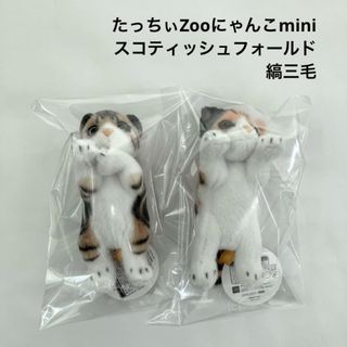 新品 たっちぃZooにゃんこmini スコティッシュフォールド 縞三毛