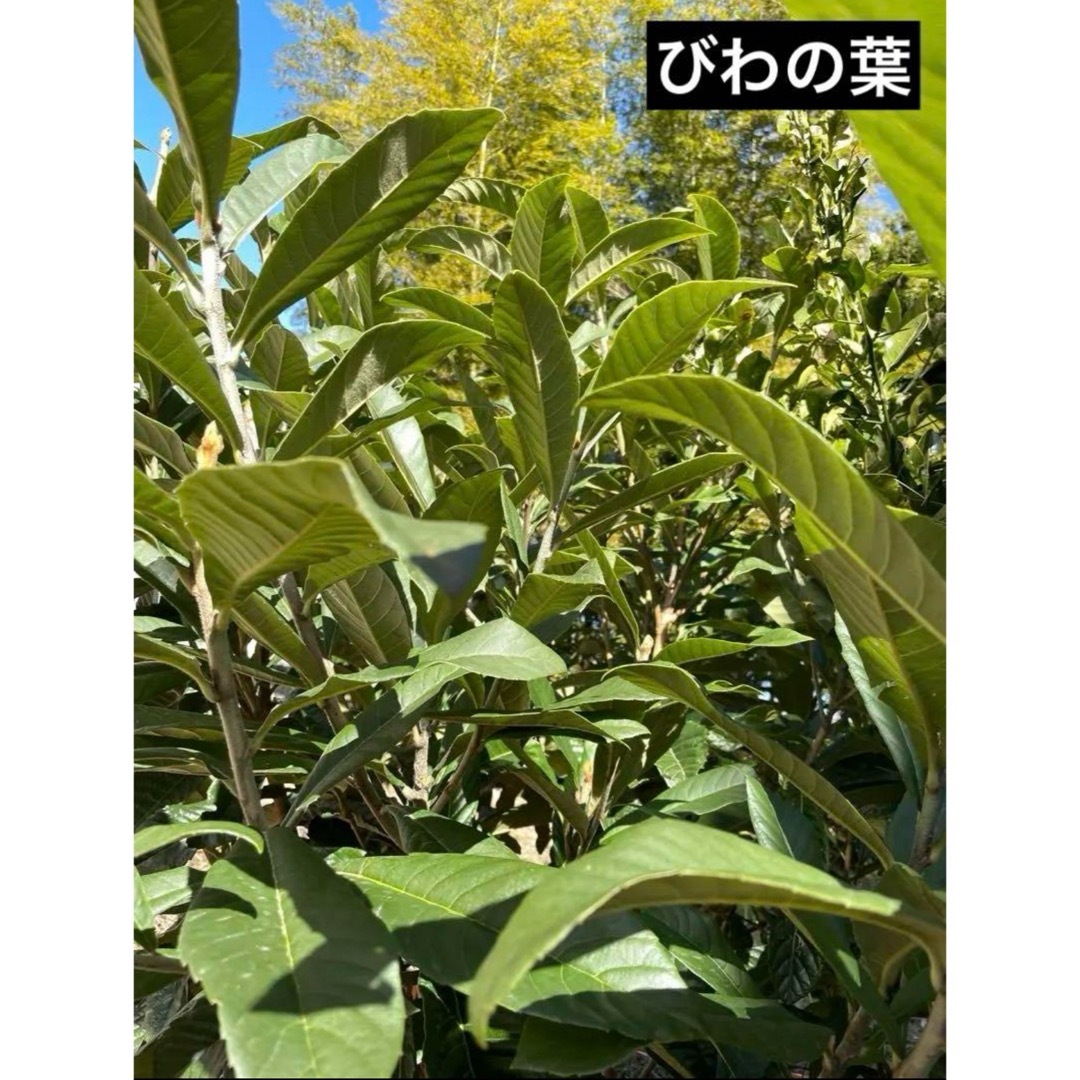 【無農薬・無肥料】びわの葉　50g〜（梱包込み） その他のペット用品(小動物)の商品写真