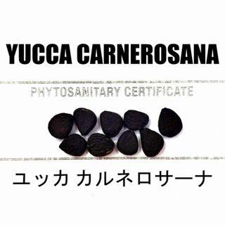 12月入荷 10粒+ ユッカ カルネロサーナ 種 種子 植物検疫証明書あり(その他)