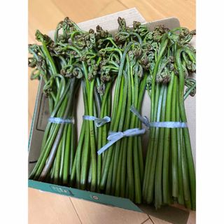 秋田産　天然わらび　自生　美味しい　わらび　 天然 山菜　800g  