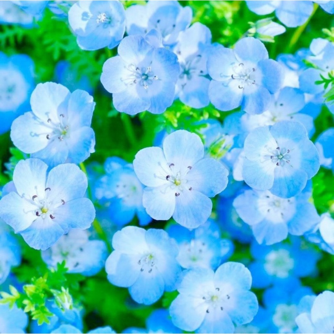 【花の種】ネモフィラ☆インシグニスブルー 種子 300粒以上！グランドカバー ハンドメイドのフラワー/ガーデン(プランター)の商品写真