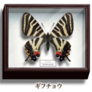 ギフチョウ美しい蝶とドイツ箱マグネットコレクション1標本箱ガチャガチャ蝶々グッズ(その他)
