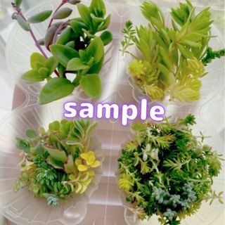 多肉植物 セダム 17種類  (その他)