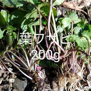 岩手県産　天然　葉ワサビ　200g(野菜)