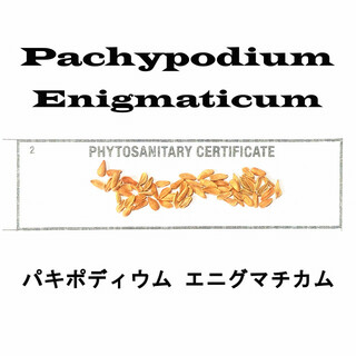 12月入荷 10粒+ パキポディウム エニグマチカム 種子 種 証明 グラキリス(その他)