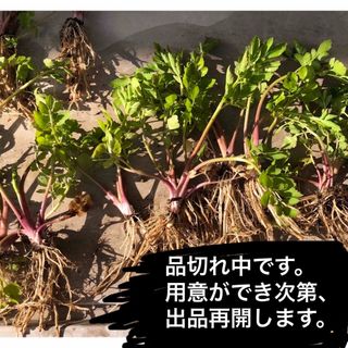 セリの苗　15本　芹　せり　栽培用　キアゲハ飼育にも　無農薬(その他)