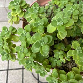 多肉植物　アロマティカス　10カット(その他)