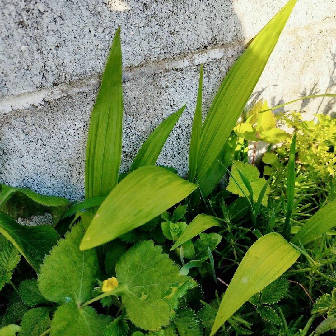 シラン　蘭　花　苗　おまけ付き　宿根草　多年草　ガーデニング　鉢植え　プランター ハンドメイドのフラワー/ガーデン(その他)の商品写真