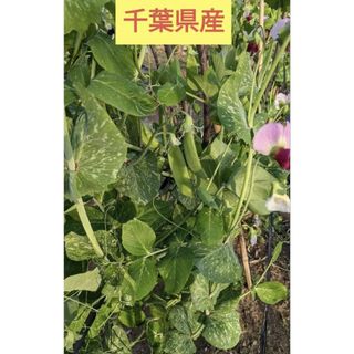 赤花絹さや　良品300グラム(野菜)