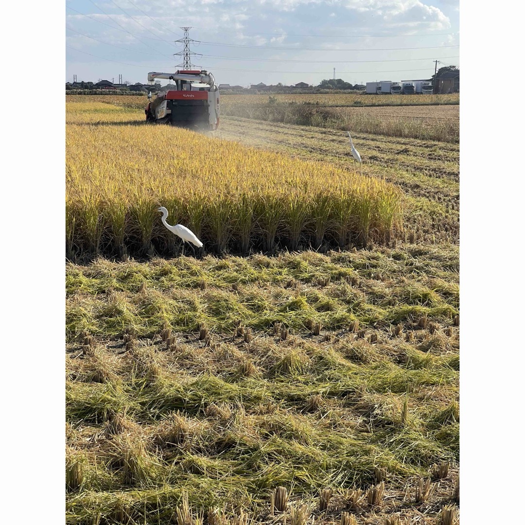 ⭐️新米 令和5年産1等米⭐️佐賀県産さがびより20k(5k×4袋) 食品/飲料/酒の食品(米/穀物)の商品写真