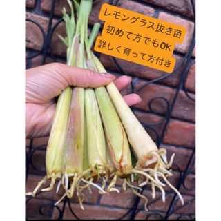 ベトナム最高香り柔らかい種レモングラス抜き苗3本サイズバラバラ(野菜)