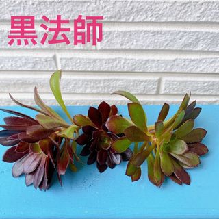 ■多肉植物■黒法師　カット苗(その他)