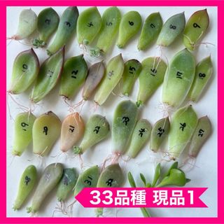 多肉植物 葉挿し 33品種C(その他)