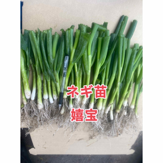 ネギ苗50本(野菜)