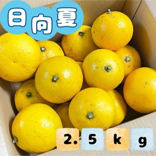 福岡県産 とれたて日向夏 2.5kg(フルーツ)