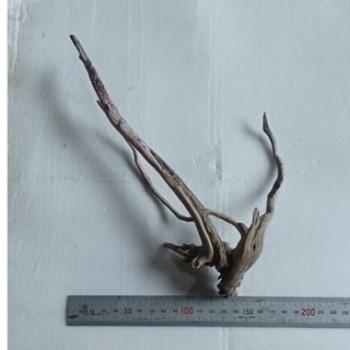 水槽用流木細い枝状(アクアリウム)