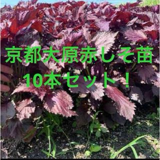 京都大原赤しそ苗10本セット！(野菜)