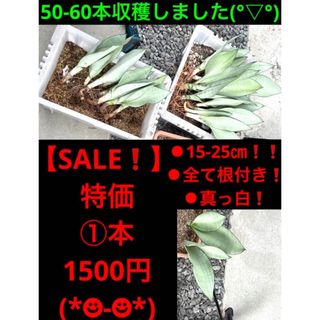 【SALE特価❗️】 ムーンシャイン シルバーキング①本1500円❗️(その他)