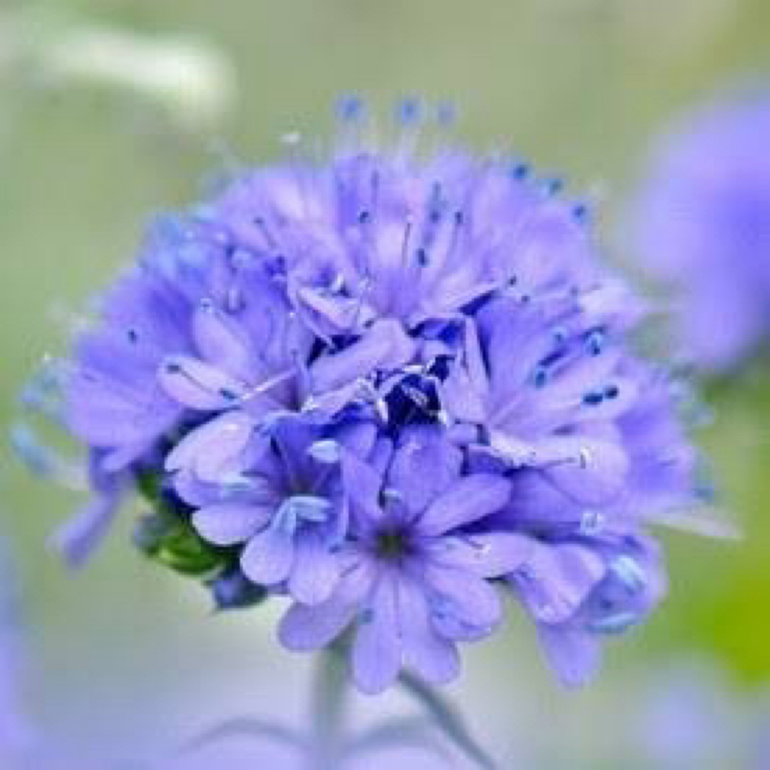 【売切次第終了！】ギリア☆レプタンサブルー 花の種 50粒以上！ ハンドメイドのフラワー/ガーデン(プランター)の商品写真