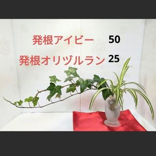 アイビー オリズルラン 観葉植物 ヘデラ オリヅルラン 風水 恋愛運 金運 繁栄(その他)