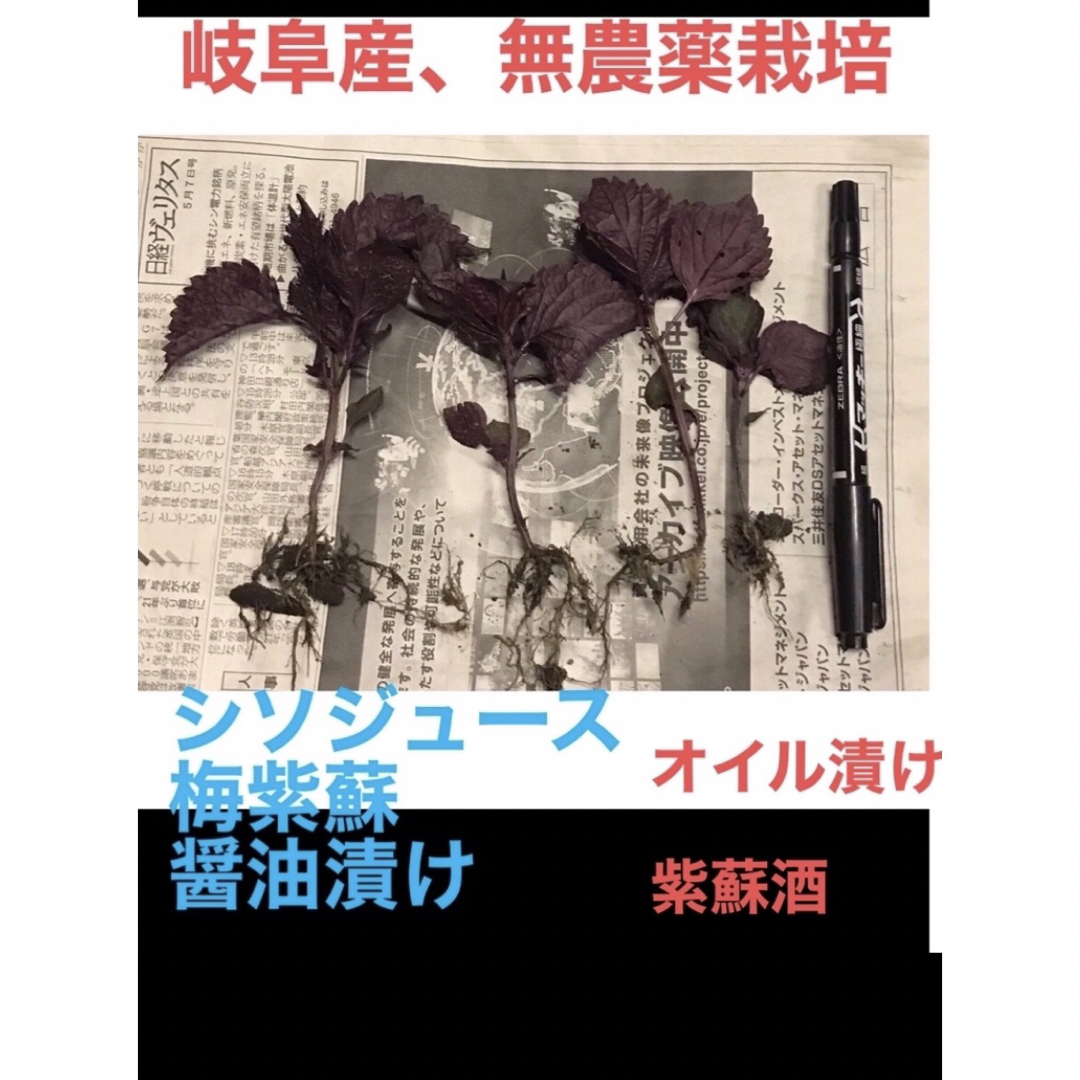 無農薬  除草剤  化学肥料不使用の 家庭菜園の赤紫蘇　赤しそ、抜き苗　　20株 ハンドメイドのフラワー/ガーデン(プランター)の商品写真