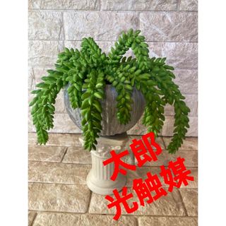 光触媒　人工観葉植物　ウォールグリーン　フェイクグリーン　ドンキーテール(置物)