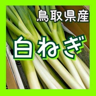 なんかごめん様専用【常温】白ネギ 10kg~ Mサイズ(~1cm程度) 白ねぎ(野菜)