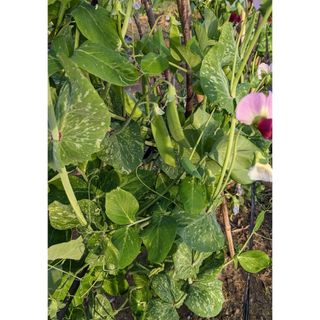 赤花絹さや　300グラム以上(野菜)