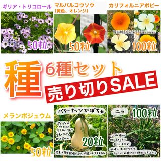 種6種セット  売り切りSALE⑤(その他)