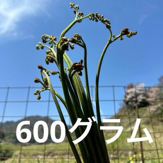 わらび　完全無農薬　大自然島根県深山で採れた　ワラビ　蕨(野菜)