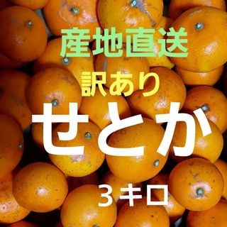 産地直送❕ 香川県産 訳ありせとか ３キロ(フルーツ)