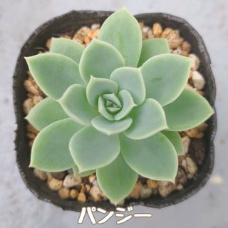 多肉植物　パンジー　抜き苗