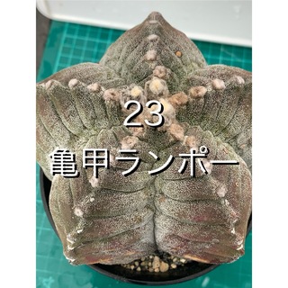 23 亀甲ランポー　袖台付　鉢付　Astrophytum myriostigma(プランター)