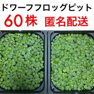 無農薬アマゾンフロッグピット&ドワーフフロッグピット60株ビオトープ浮き草水草(アクアリウム)