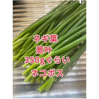 ネギ葉(野菜)