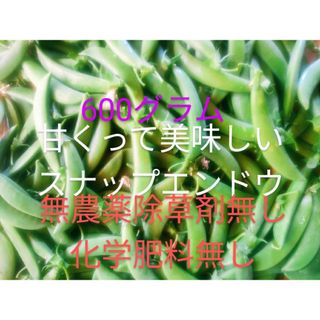 スナップえんどう無農薬除草剤無し(野菜)