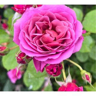 四季咲き★和薔薇★薔薇★薔薇苗★挿し木苗★バラ★強健★初心者向け(その他)